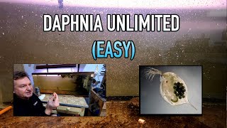 How I Raise Daphnia Water Fleas And You Can Too [upl. by Isabelita700]