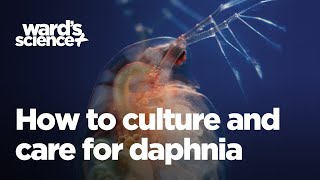 Caring and Culturing for Daphnia [upl. by Noreik]