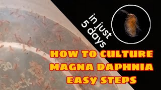 How to Culture Magna Daphnia Easily [upl. by Denie]