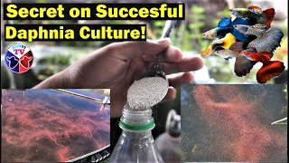 How to Culture Daphnia Successfully [upl. by Nyrmac483]