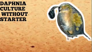 HOW TO CULTURE DAPHNIA NATURALLY WITHOUT A STARTER [upl. by Florina]