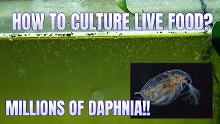 How to Culture Daphnia Secret Method to Breed MILLIONS  Simply Aquatic [upl. by Kcirrek]