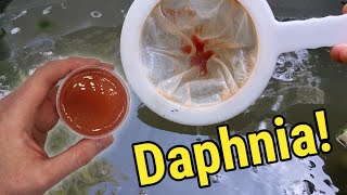 How I Culture Daphnia In Outdoor Tubs [upl. by Joy]