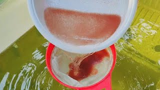 How to culture daphnia  Daphnia culture  How to grow daphnia outdoor [upl. by Ytsanyd]