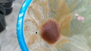 How to culture daphnia moina in a small container Part 1 English Subtitle [upl. by Dor]