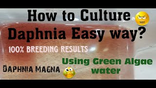 Daphnia MagnaHow to Culture Daphnia Easy wayCulturing Daphnia using Green water Daphnia [upl. by Aleakim155]