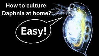 BEST Live Fish Food Beginner guide How to Culture Daphnia at home [upl. by Agle405]