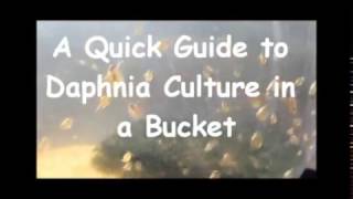 How to culture daphnia outside [upl. by Ulphi]