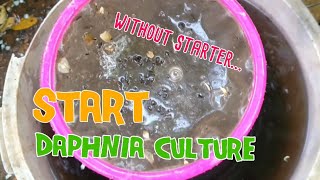 How to culture daphnia moina the easy way 1  Starting the Daphnia culture [upl. by Yesdnil395]