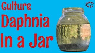 How to Culture Daphnia in a Jar [upl. by Attennod]