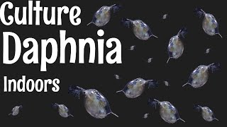 How to Culture Daphnia [upl. by Rayburn]