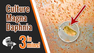 How to culture DAPHNIA MAGNA  The easy way [upl. by Jacinto787]