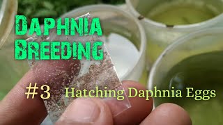 Daphnia Culture made simple and easy 3  Hatching Daphnia eggs [upl. by Rania308]