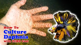 How to Culture Daphnia with ZERO Cost  Unlimited Live Food For Our Fish [upl. by Nossaj441]