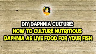 DIY Daphnia Culture How to Culture Nutritious Daphnia as Live Food for Your Fish [upl. by Anod]