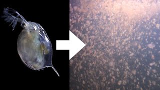 How I Culture Daphnia [upl. by Richella]