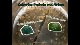 How To Culture Daphnia and Moinas using Green Water Spirulina powder [upl. by Ahsa]