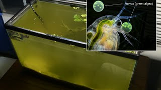 Raising Daphnia for the Freshwater Aquarium [upl. by Bosch]