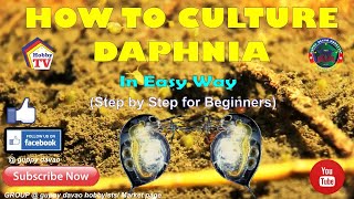 HOW TO CULTURE DAPHNIA In Easy Way [upl. by Cornelie420]